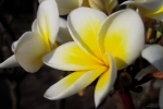 Frangipani