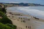 Moeraki Boulders